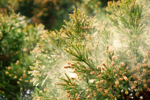remedies-for-hayfever-this-summer