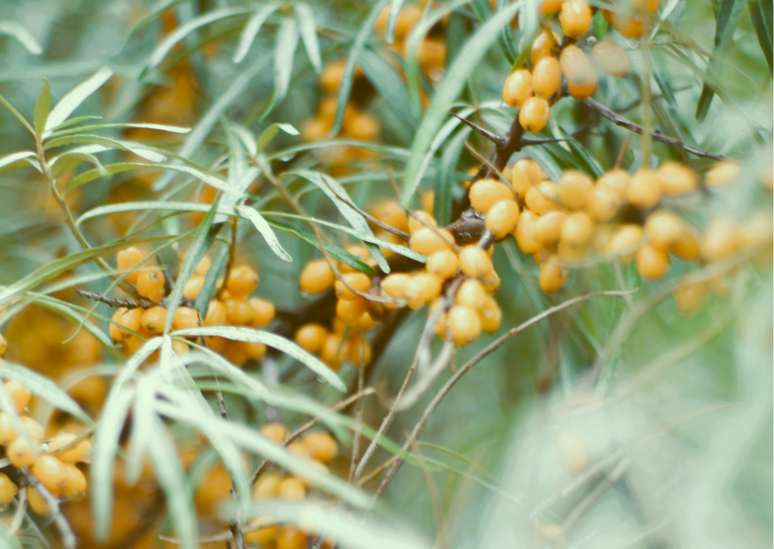 How can seabuckthorn boost skin elasticity and help with ageing skin? 