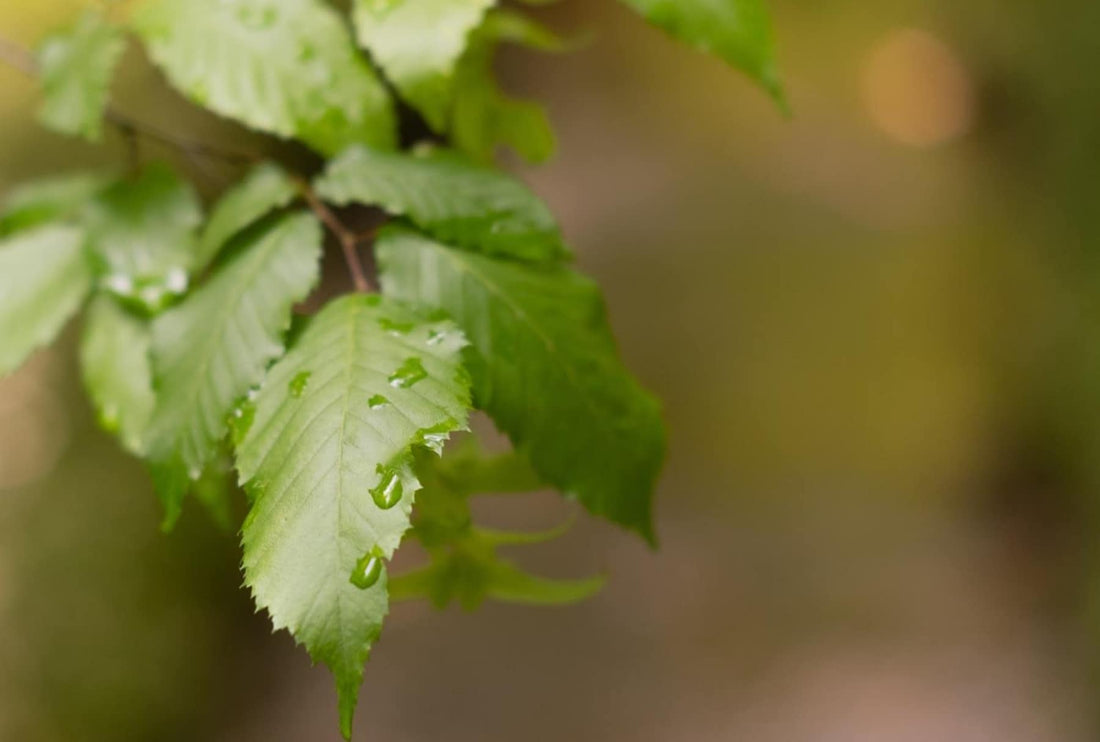 What are my tears made of?