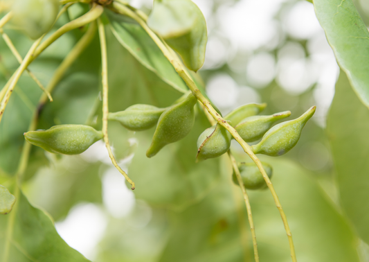 hero-ingredient-spotlight-kakadu-plum-vitamin-c-powerhouse