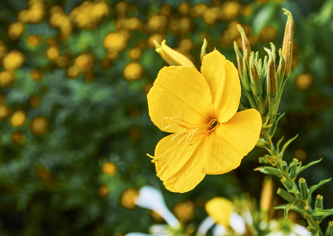 Hero Ingredient Spotlight: Evening Primrose Oil