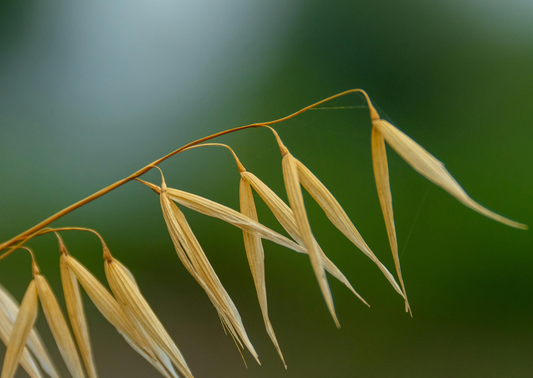 hero-ingredient-spotlight-oat-ceramides