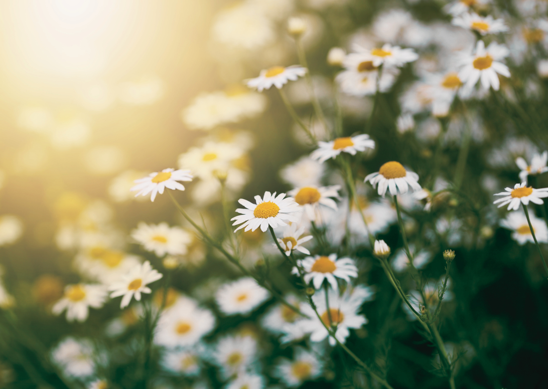 Hero Ingredient Spotlight: Chamomile