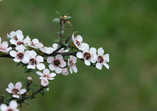 hero-ingredient-spotlight-manuka-oil