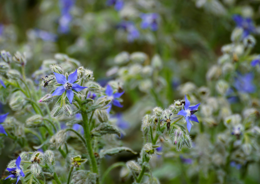 hero-ingredient-spotlight-borage-oil