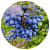 Organic Bilberry Extract Icon