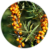 Wild-Harvested Sea Buckthorn Oil Icon