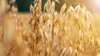 Oat Ceramides Icon