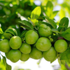 Organic Kakadu Plum Extract  Icon