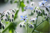 Borage Seed Oil Icon