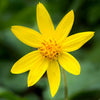 Arnica Extract (1.5%)