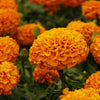 Lutein