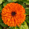 Zeaxanthin